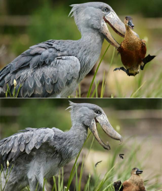 “咦,你都不赞一下果壳吗?