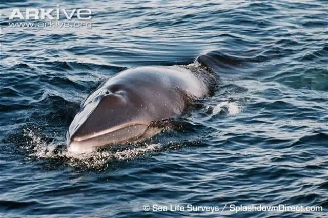 “咦,你都不赞一下果壳吗?