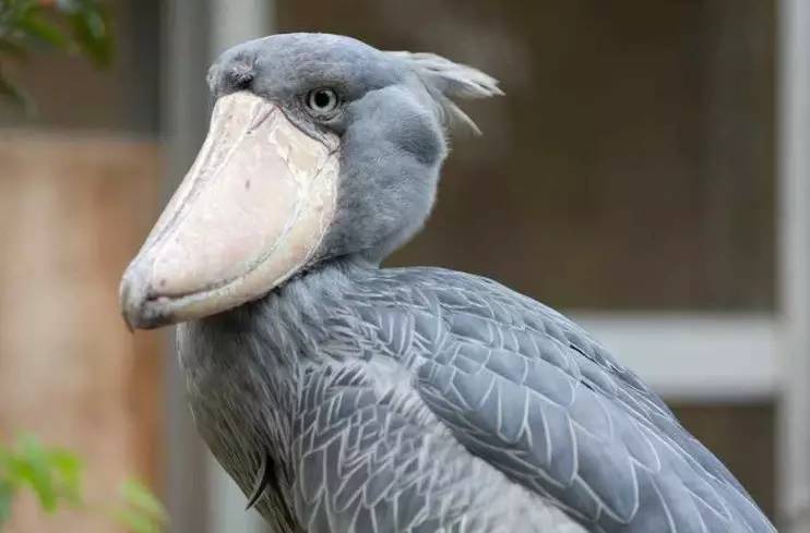 “咦,你都不赞一下果壳吗?