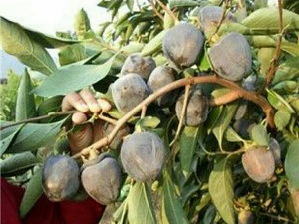 timg timg%20(20).jpg