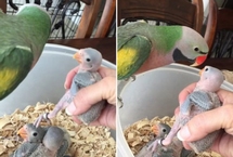 鹦鹉妈妈给小鹦鹉喂食前说“我爱你”
一则鹦鹉妈妈给孩子喂食的视频走红网络。视频中,鹦鹉妈妈准备给小鹦鹉们喂食的时候,体现了浓浓的母爱。这则视频在脸书上的观看人数超过13万次。
【详细】
社会热图